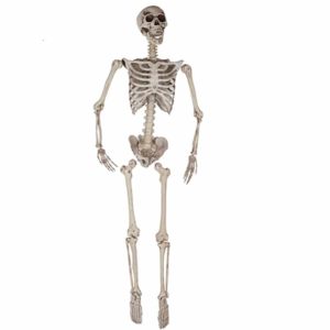 Esqueleto 165cm